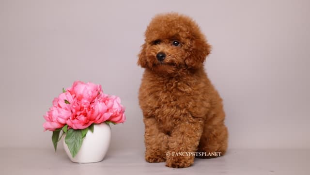 Tiny Toy Poodle puppies in Miami media 7