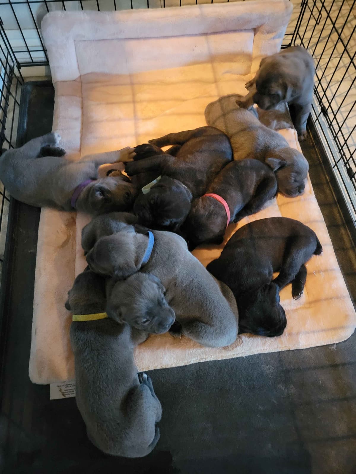 Cane Corso Puppies breeder image 2