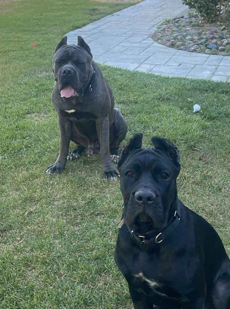 Cane Corso Puppies breeder image 1