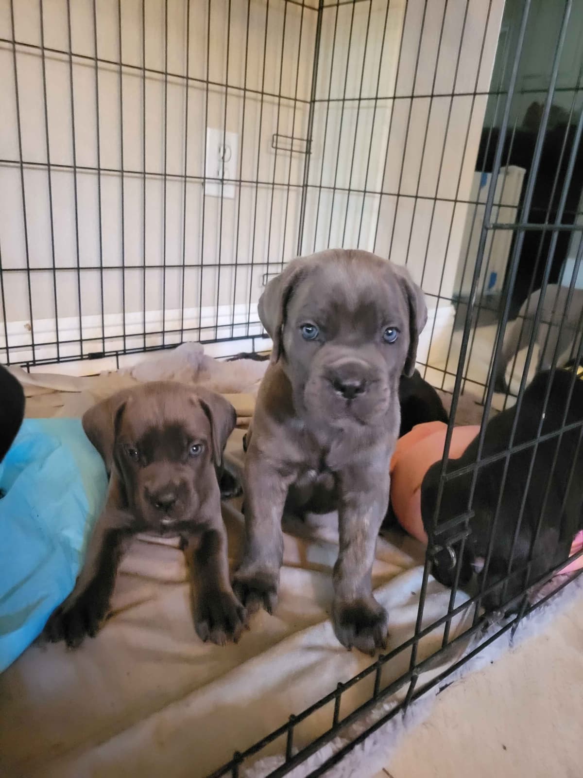 Cane Corso Puppies breeder image 3