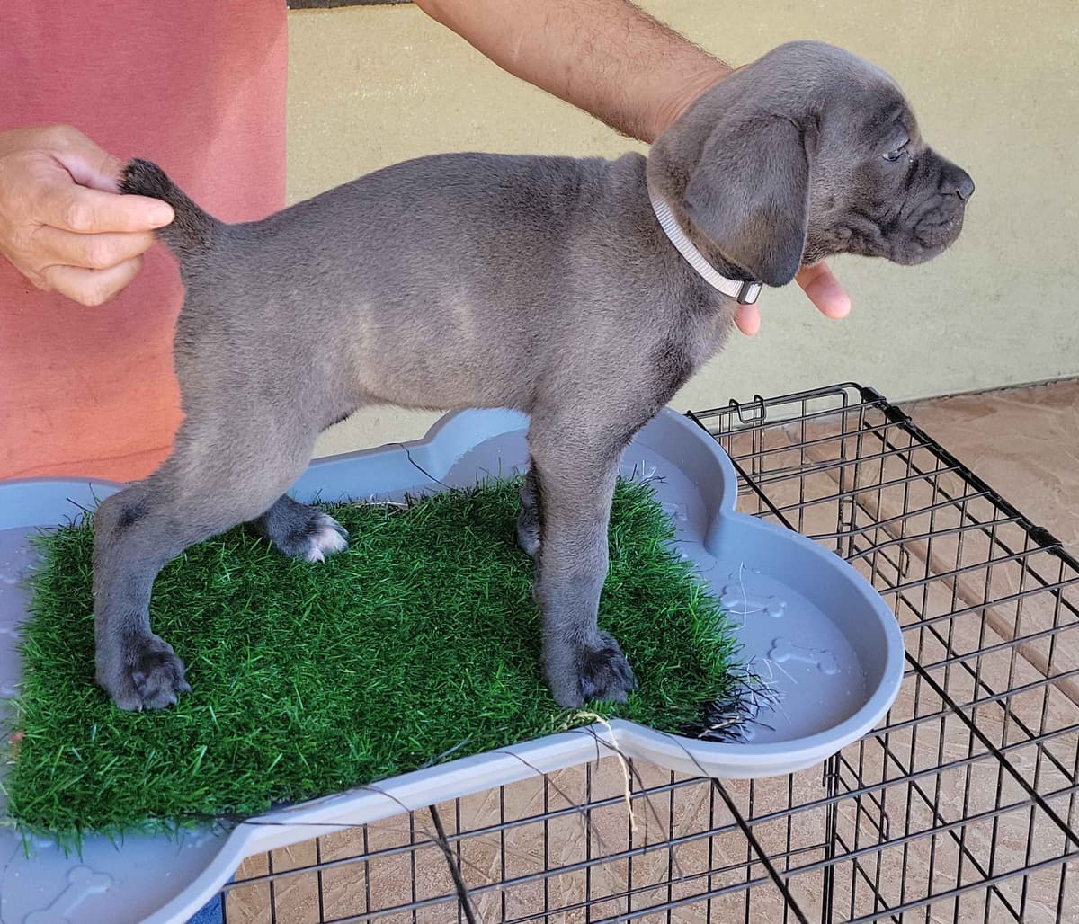 Cane Corso Puppies breeder image 5