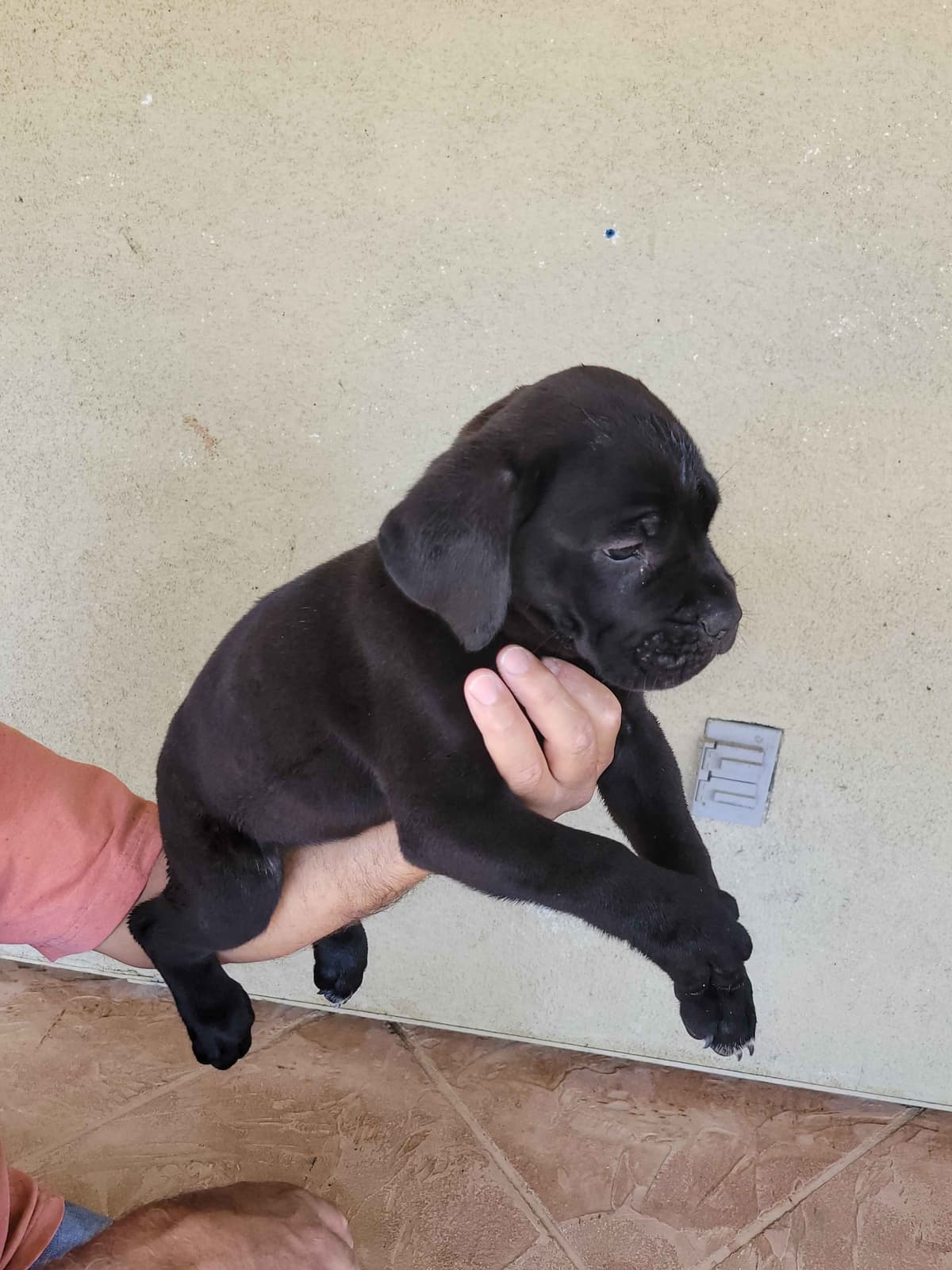 Cane Corso Puppies breeder image 6