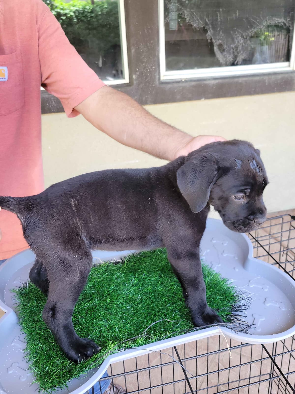 Cane Corso Puppies breeder image 7