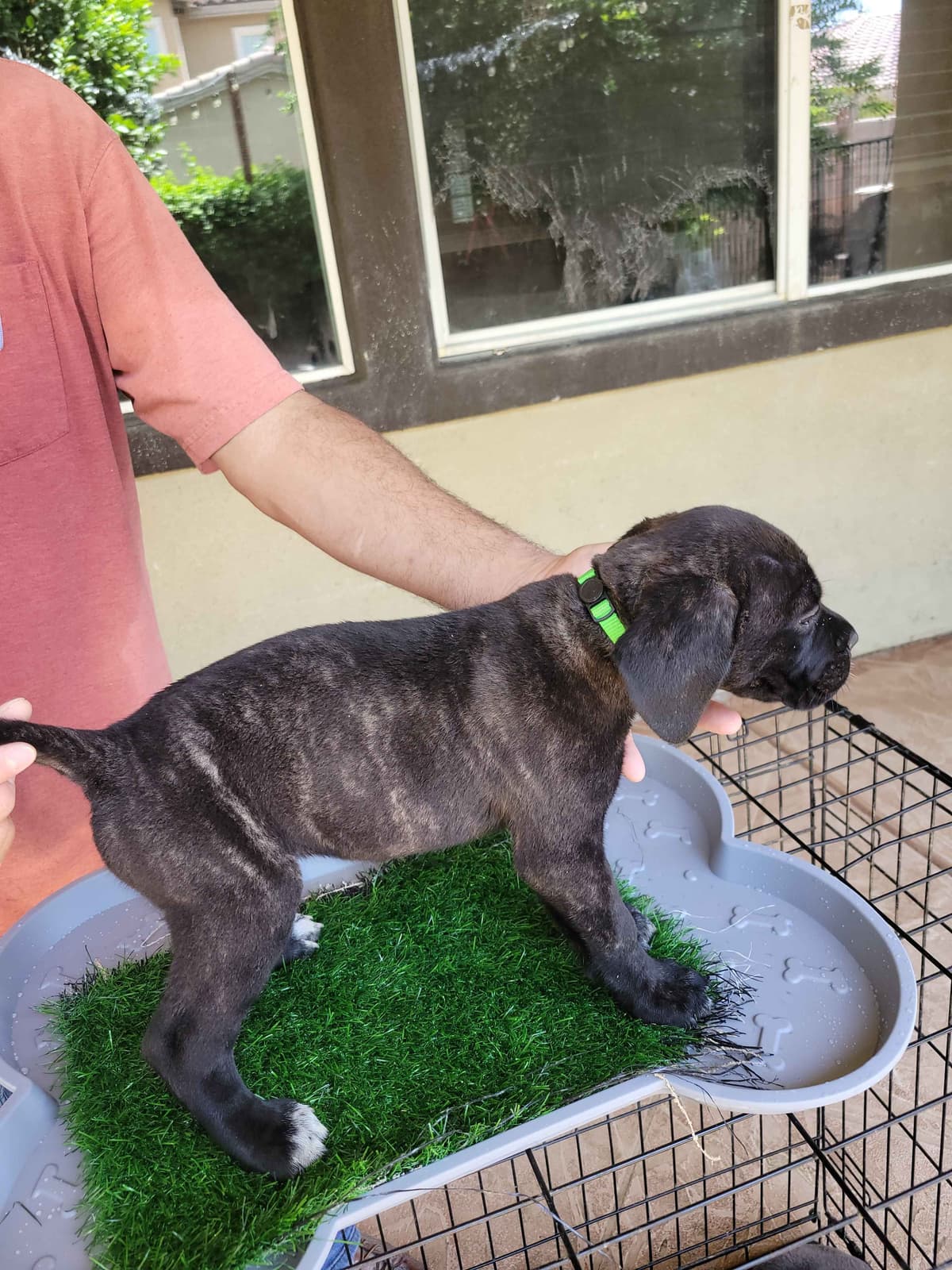Cane Corso Puppies breeder image 8