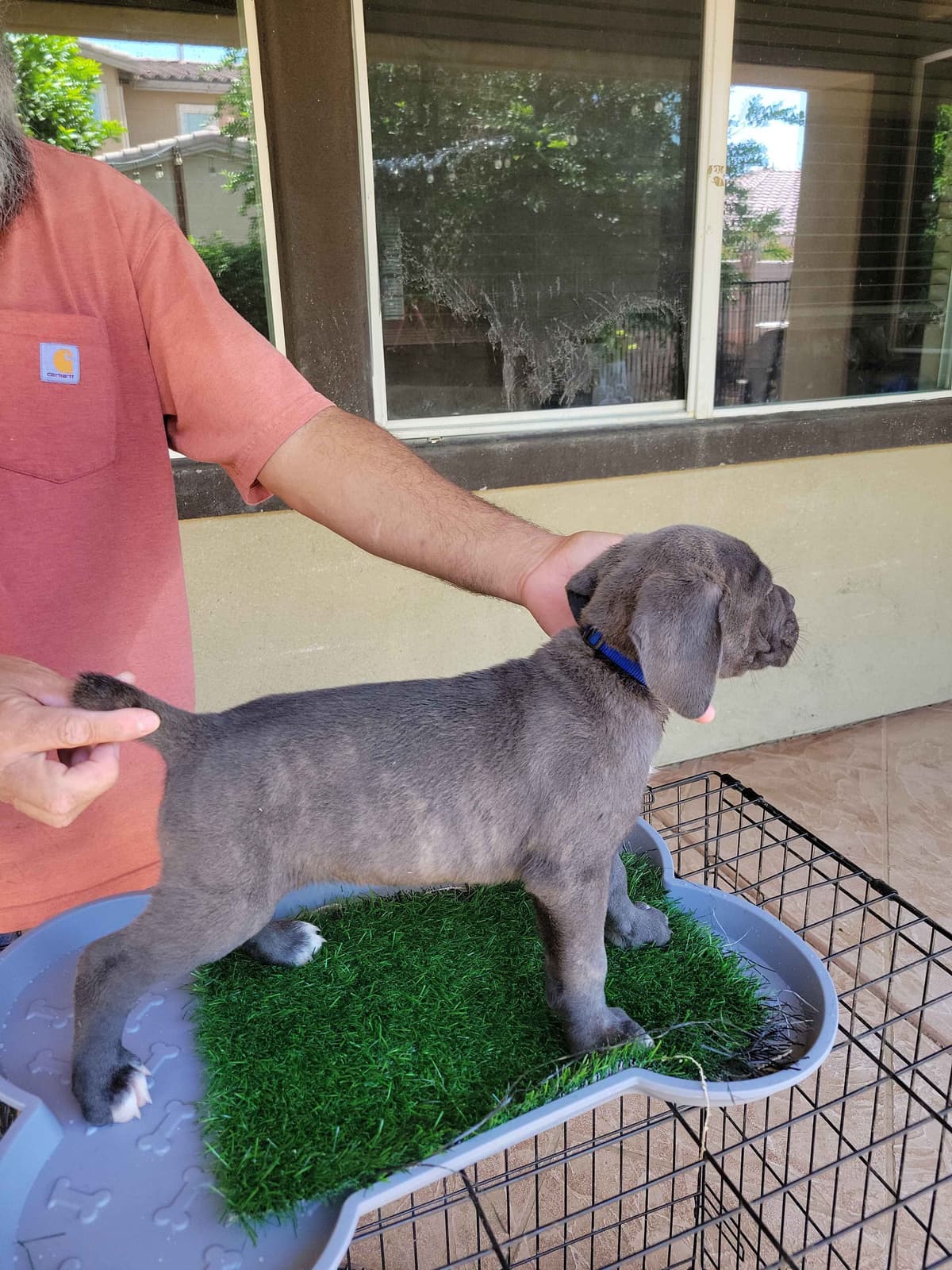 Cane Corso Puppies breeder image 9