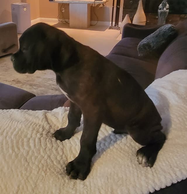 Cane Corso Puppies media 2