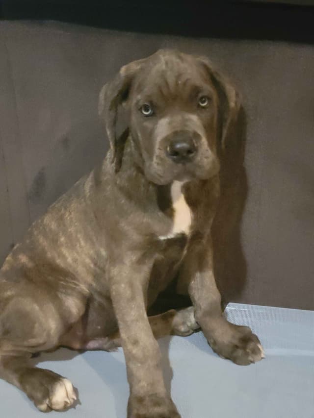 Cane Corso Puppies media 4