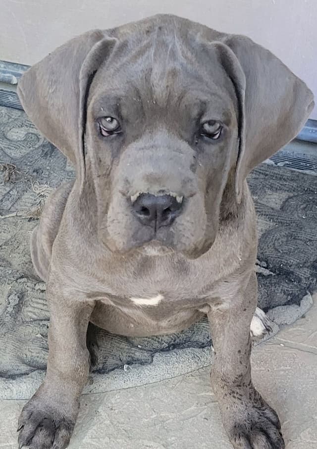 Cane Corso Puppies media 3