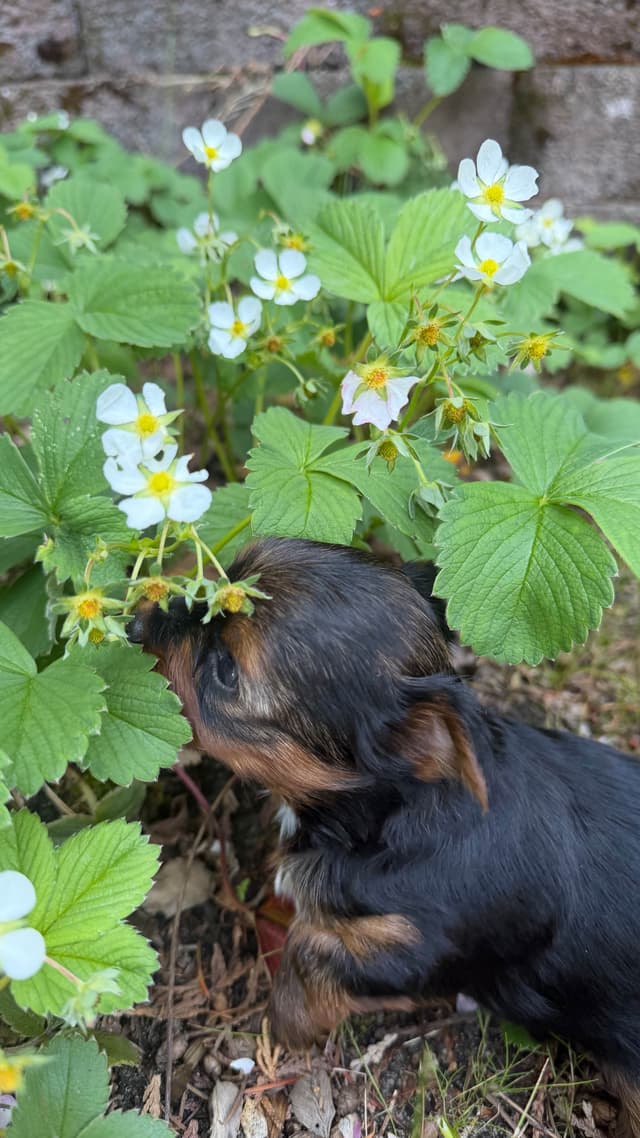 Yorkshire Terrier Puppies media 3