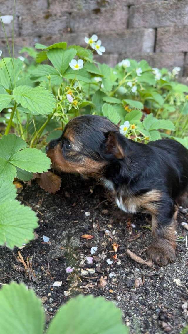Yorkshire Terrier Puppies media 4