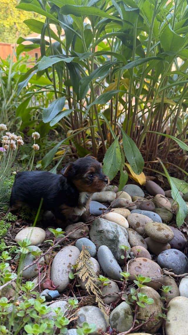 Yorkshire Terrier Puppies media 5