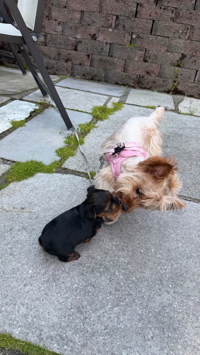 Yorkshire Terrier Puppies media 6