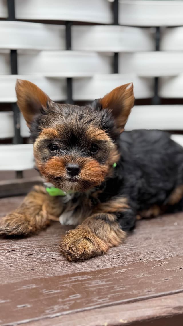 Yorkshire Terrier Puppies media 2