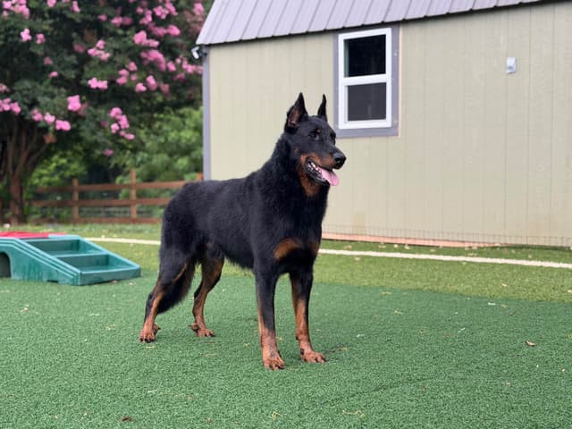 Beauceron Puppies media 3