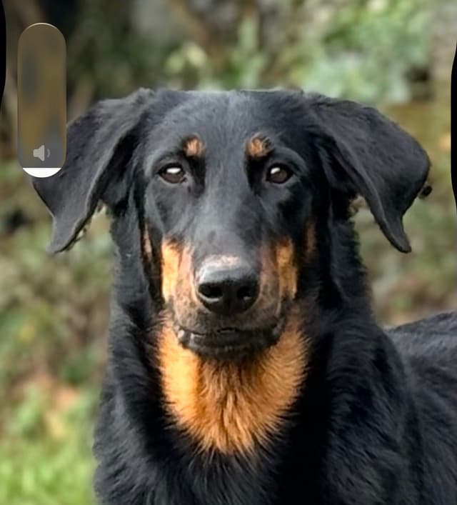 Beauceron Puppies media 4
