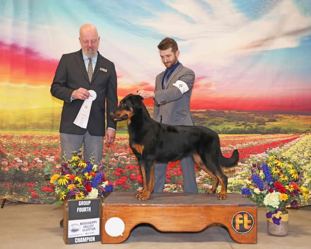 Beauceron Puppies media 6