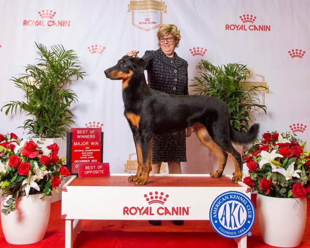 Beauceron Puppies media 5