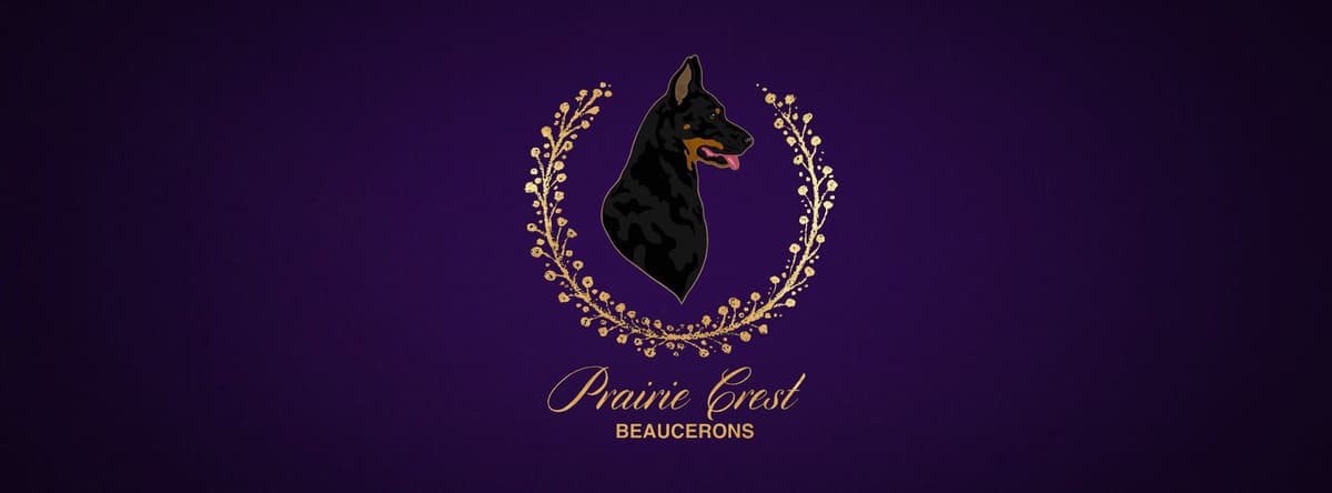 Beauceron Puppies breeder image 1