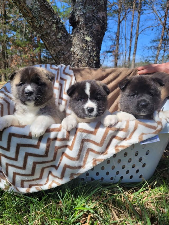 Akita Puppies media 2
