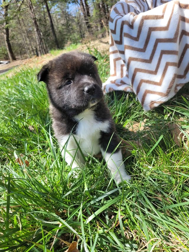 Akita Puppies media 4