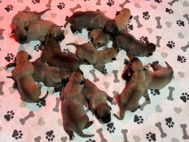 Male Anatolian Shepherd Puppies media 5