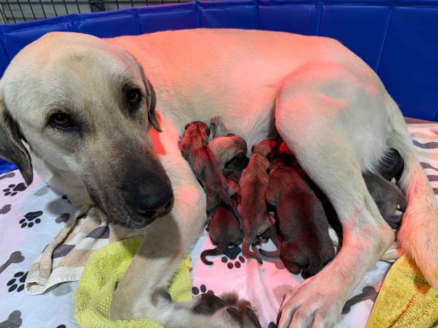 Male Anatolian Shepherd Puppies media 6