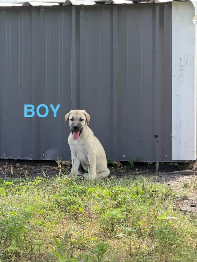 Male Anatolian Shepherd Puppies media 3