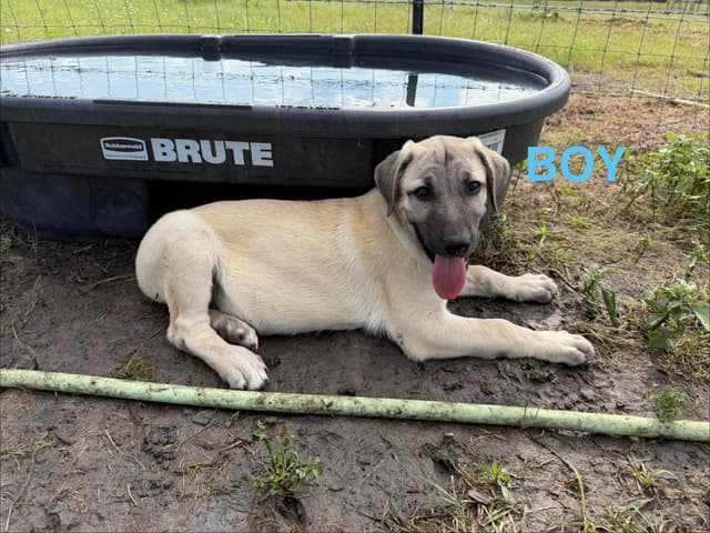 Male Anatolian Shepherd Puppies media 2