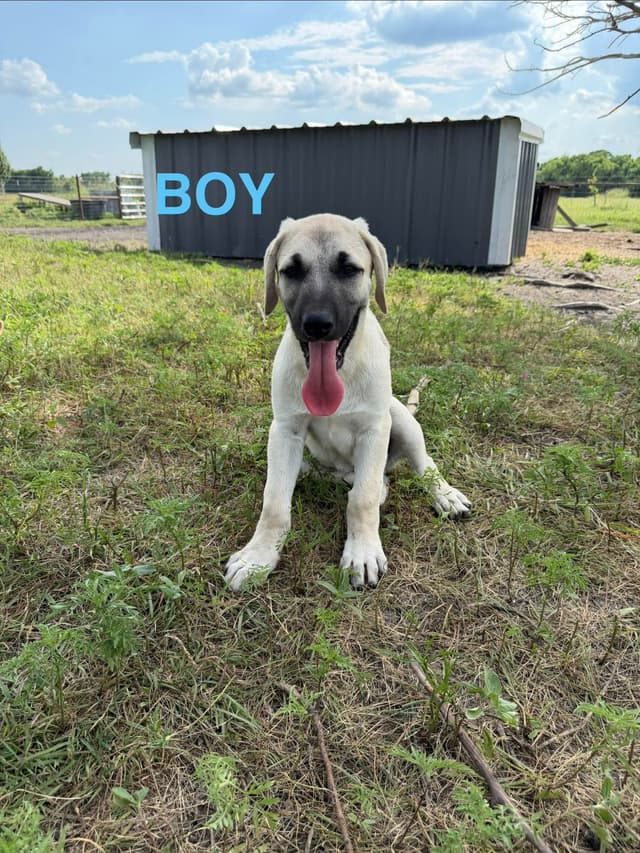 Male Anatolian Shepherd Puppies media 4