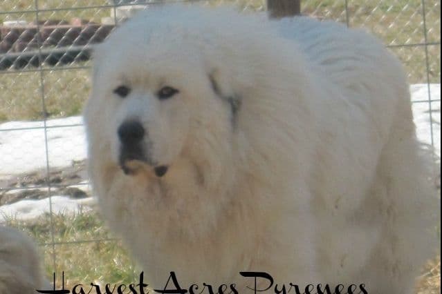 Great Pyrenees Puppies breeder image 1