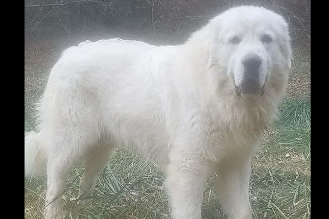 Great Pyrenees Puppies breeder image 4