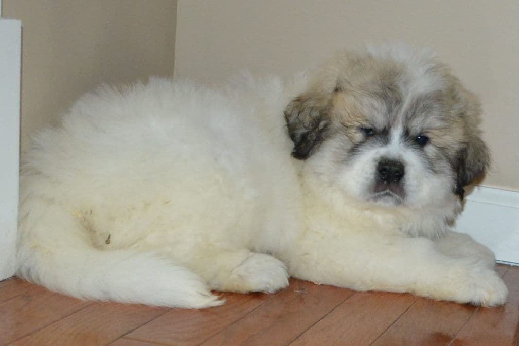 Great Pyrenees Puppies breeder image 2