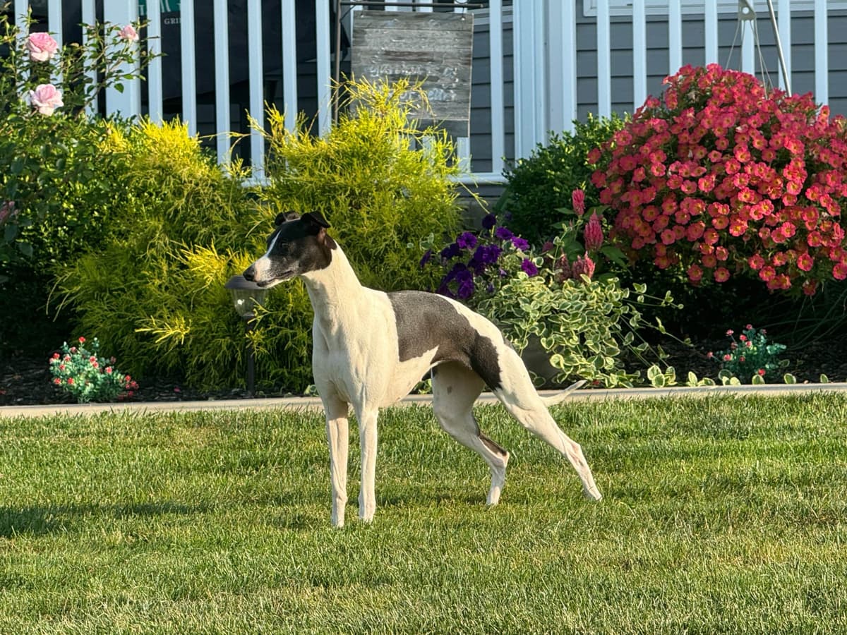 Whippet Puppies Pennsylvania breeder image 3