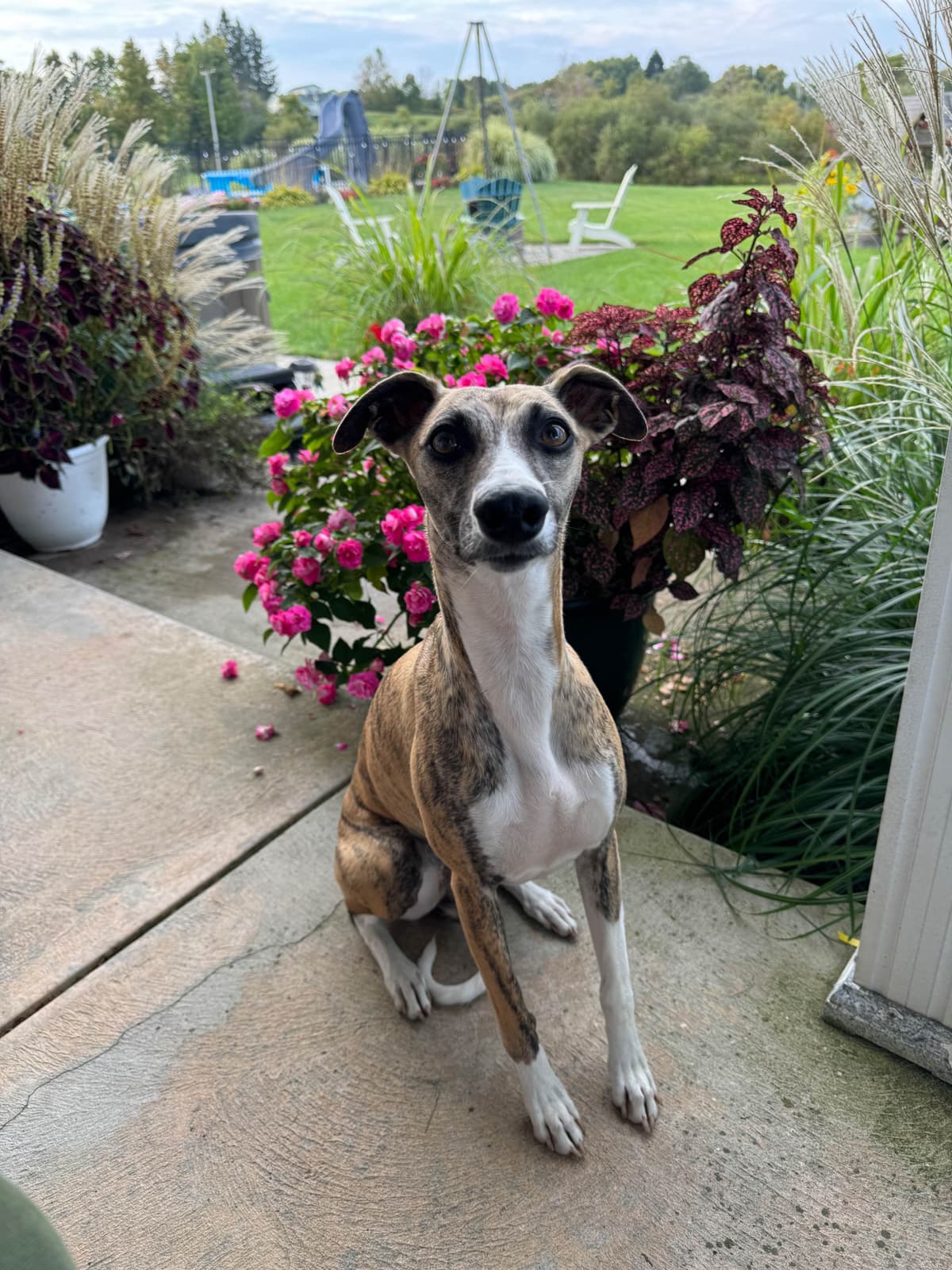 Whippet Puppies Pennsylvania breeder image 6