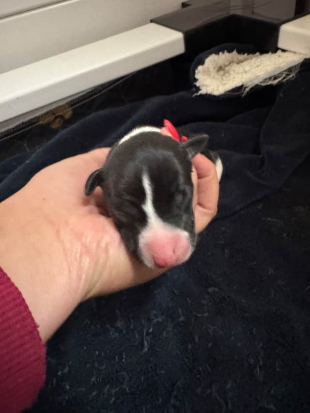 Whippet Puppies Pennsylvania media 5
