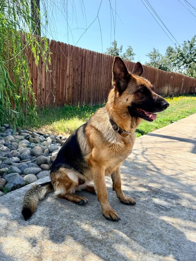 German Shepherd Dog Puppies media 2