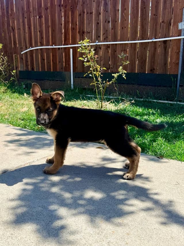 German Shepherd Dog Puppies media 3