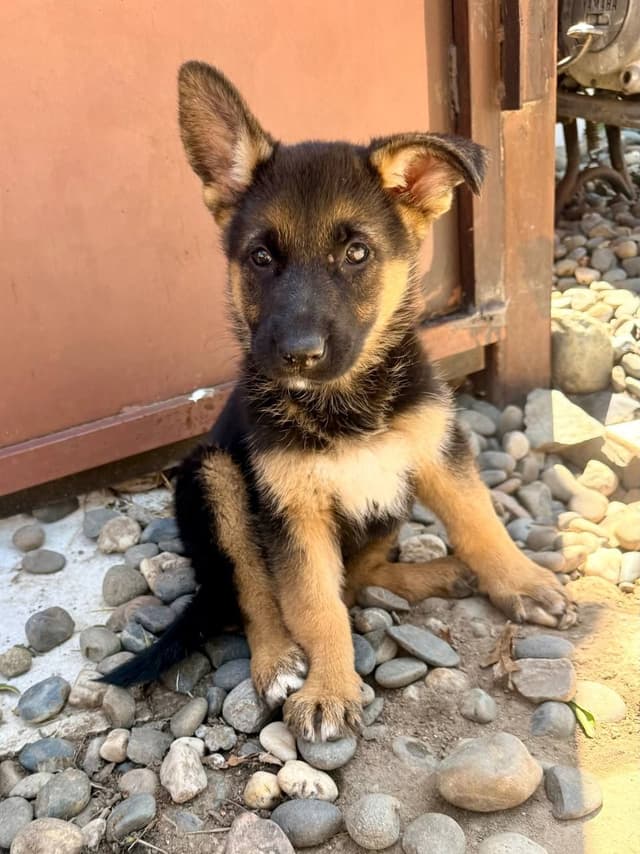 German Shepherd Dog Puppies media 4