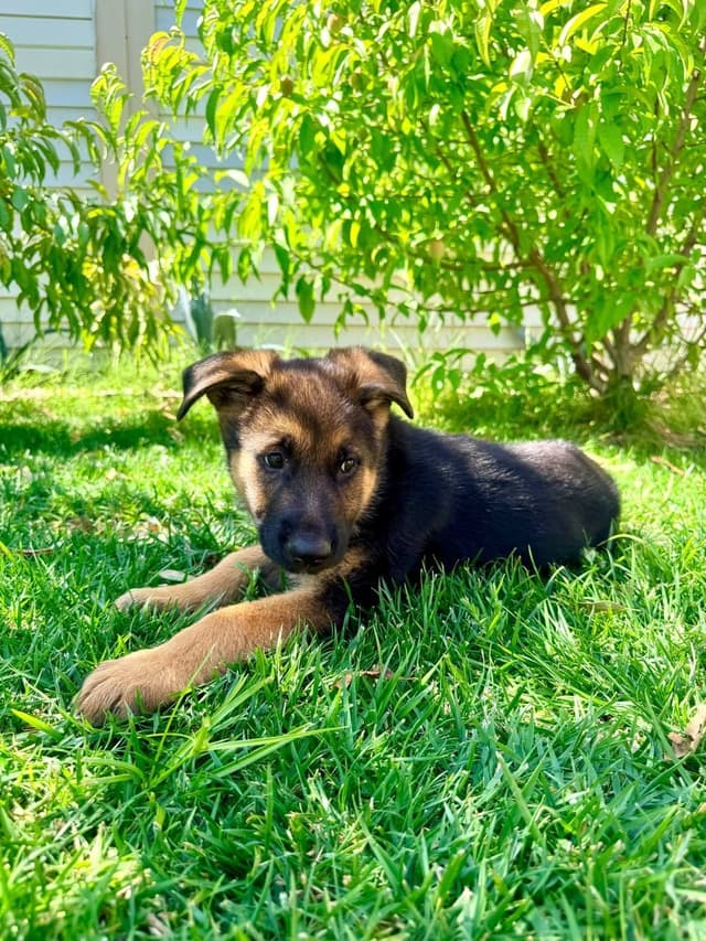 German Shepherd Dog Puppies media 7