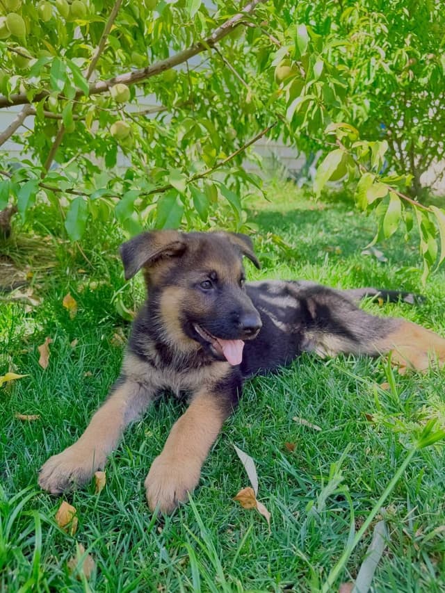 German Shepherd Dog Puppies media 8