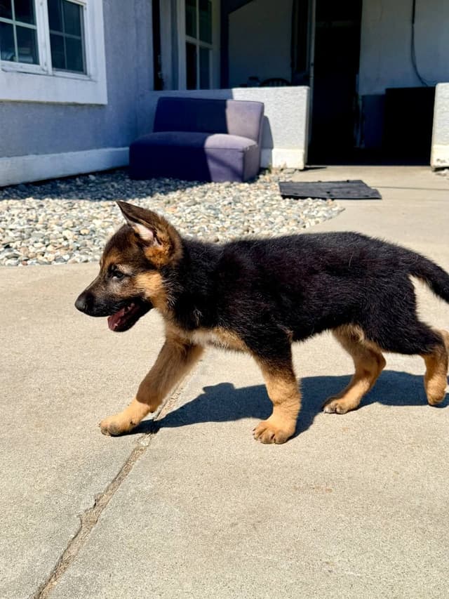 German Shepherd Dog Puppies media 10