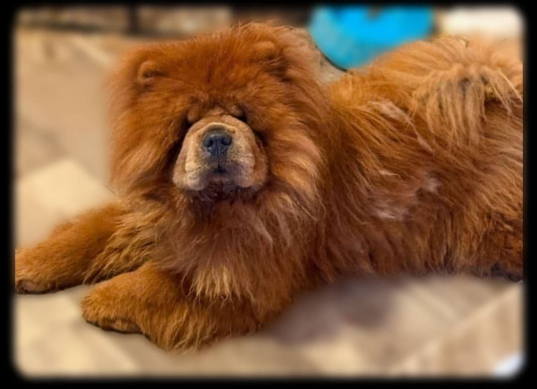 Chow Chow Puppies Rough and Smooth breeder image 2