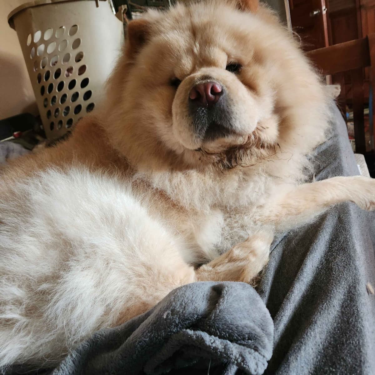 Chow Chow Puppies Rough and Smooth breeder image 3