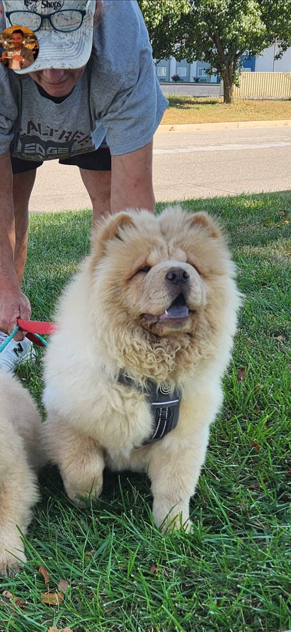 Chow Chow Puppies Rough and Smooth breeder image 4