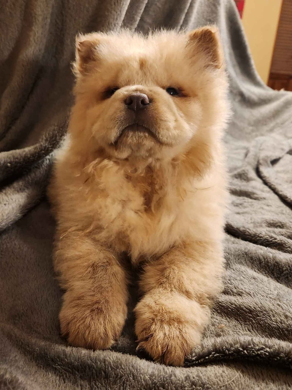 Chow Chow Puppies Rough and Smooth breeder image 5