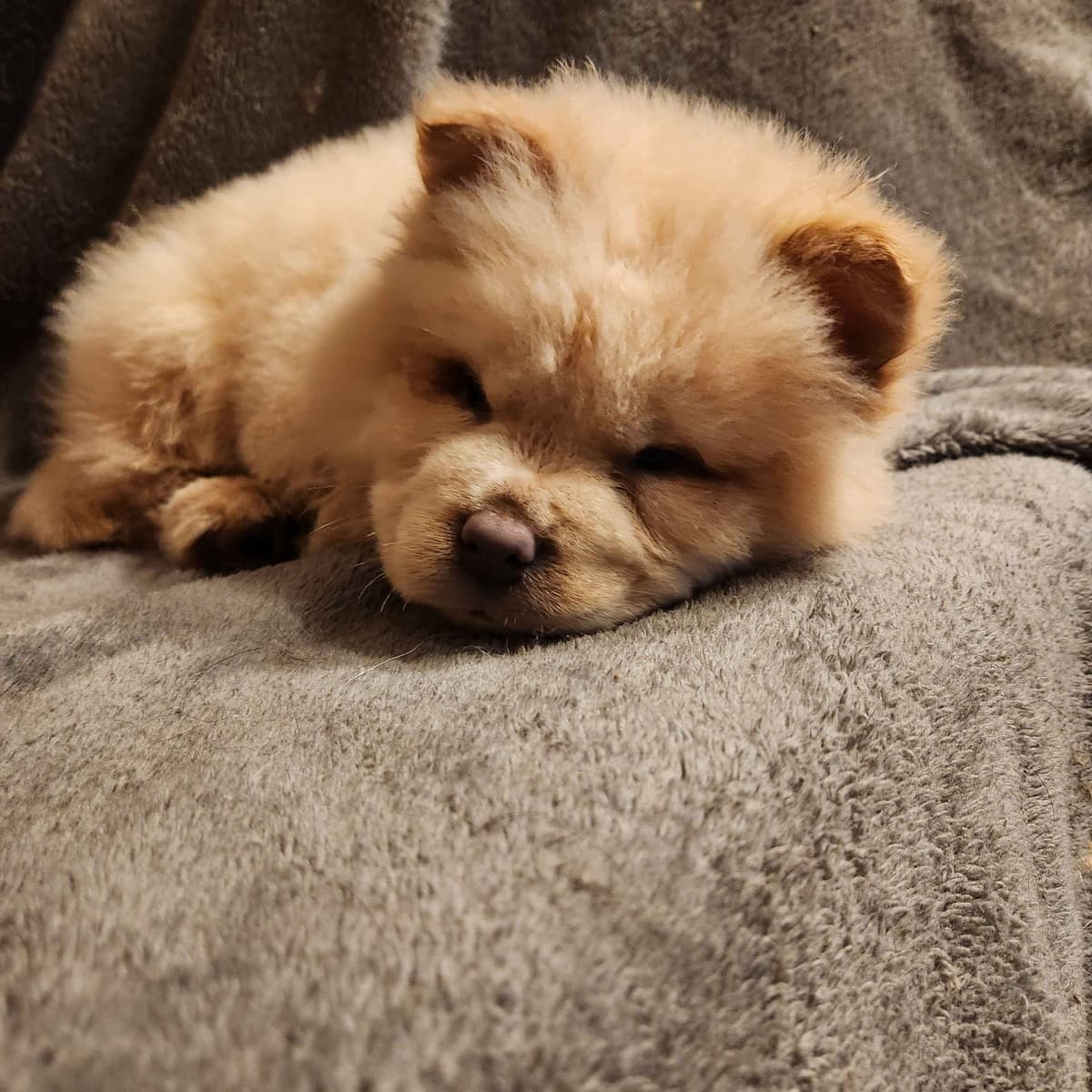 Chow Chow Puppies Rough and Smooth breeder image 6