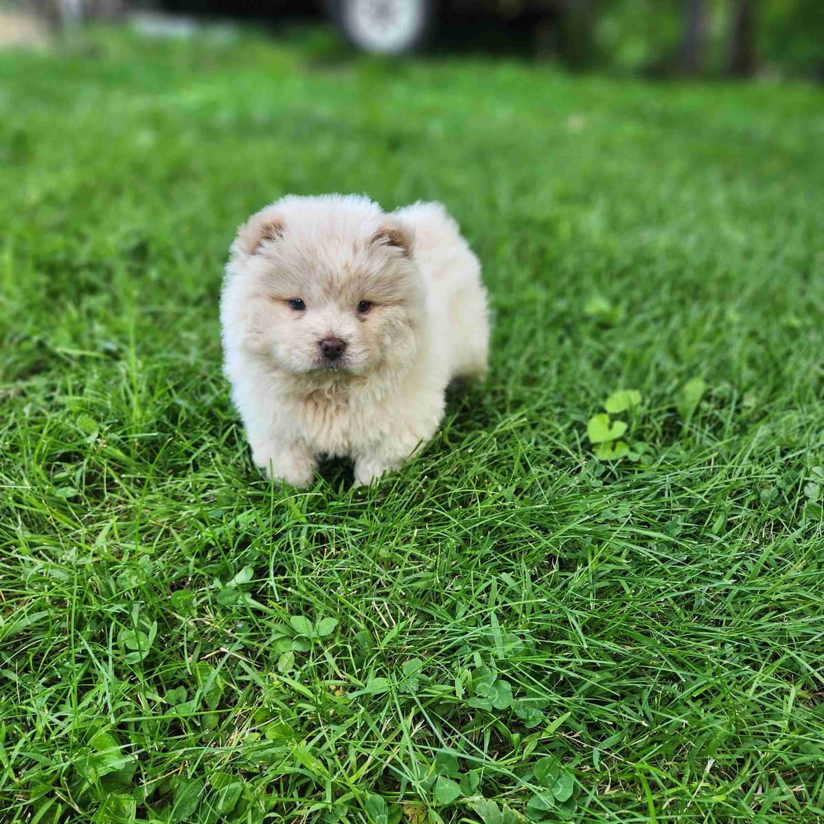Chow Chow Puppies Rough and Smooth breeder image 7