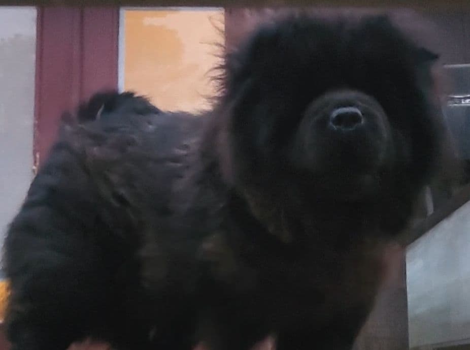 Chow Chow Puppies Rough and Smooth breeder image 8