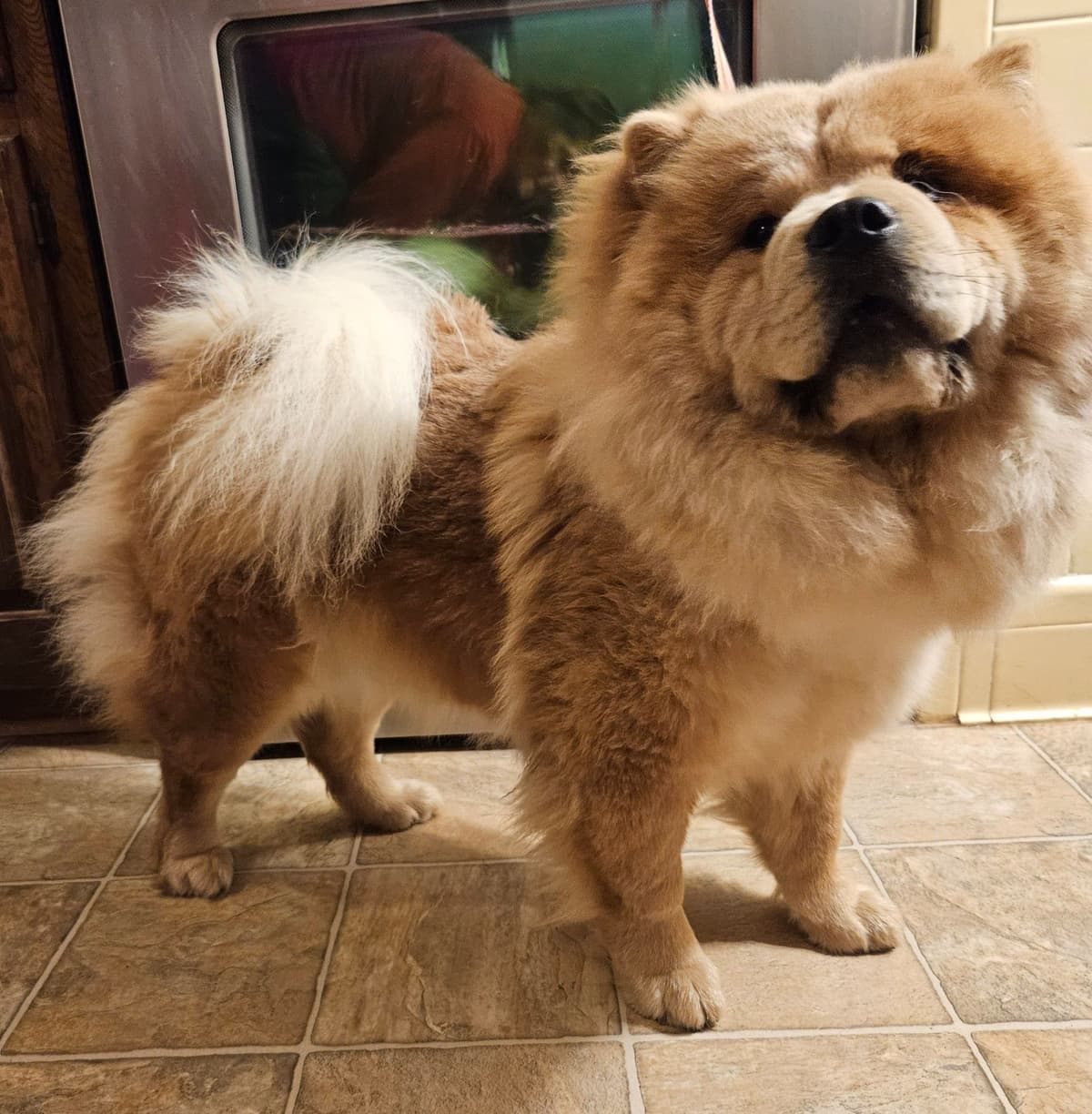 Chow Chow Puppies Rough and Smooth breeder image 9