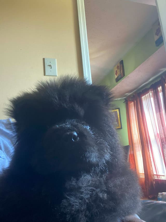 Import Line puppy media 4